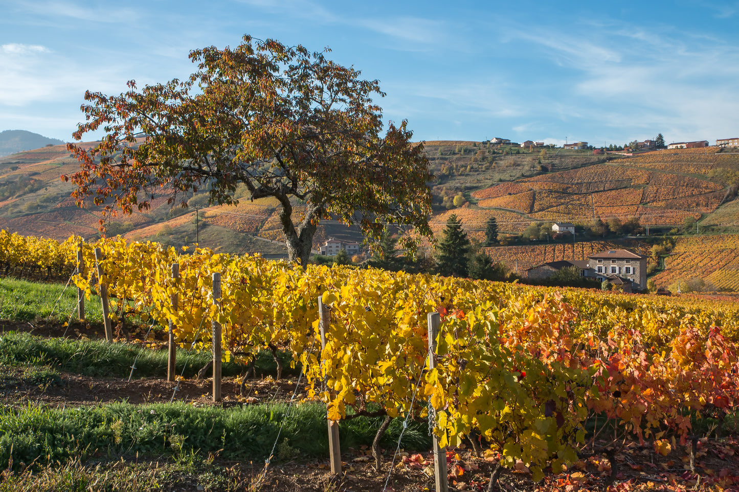 The Wines of Beaujolais: Cru, Cru, Cachoo! | November 2nd | 6:00-7:30pm