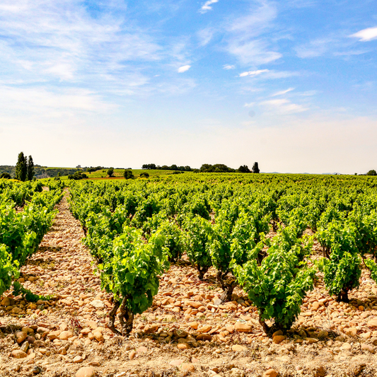 Wines of France Part 1: de Bordeaux à la Provence! | January 27th | 6:00-7:30 p.m.