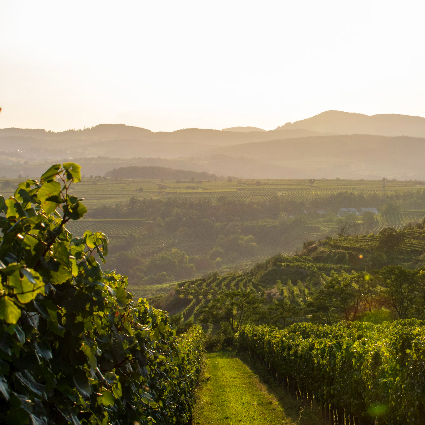 Wines of Austria | March 27th | 6:00-7:30pm
