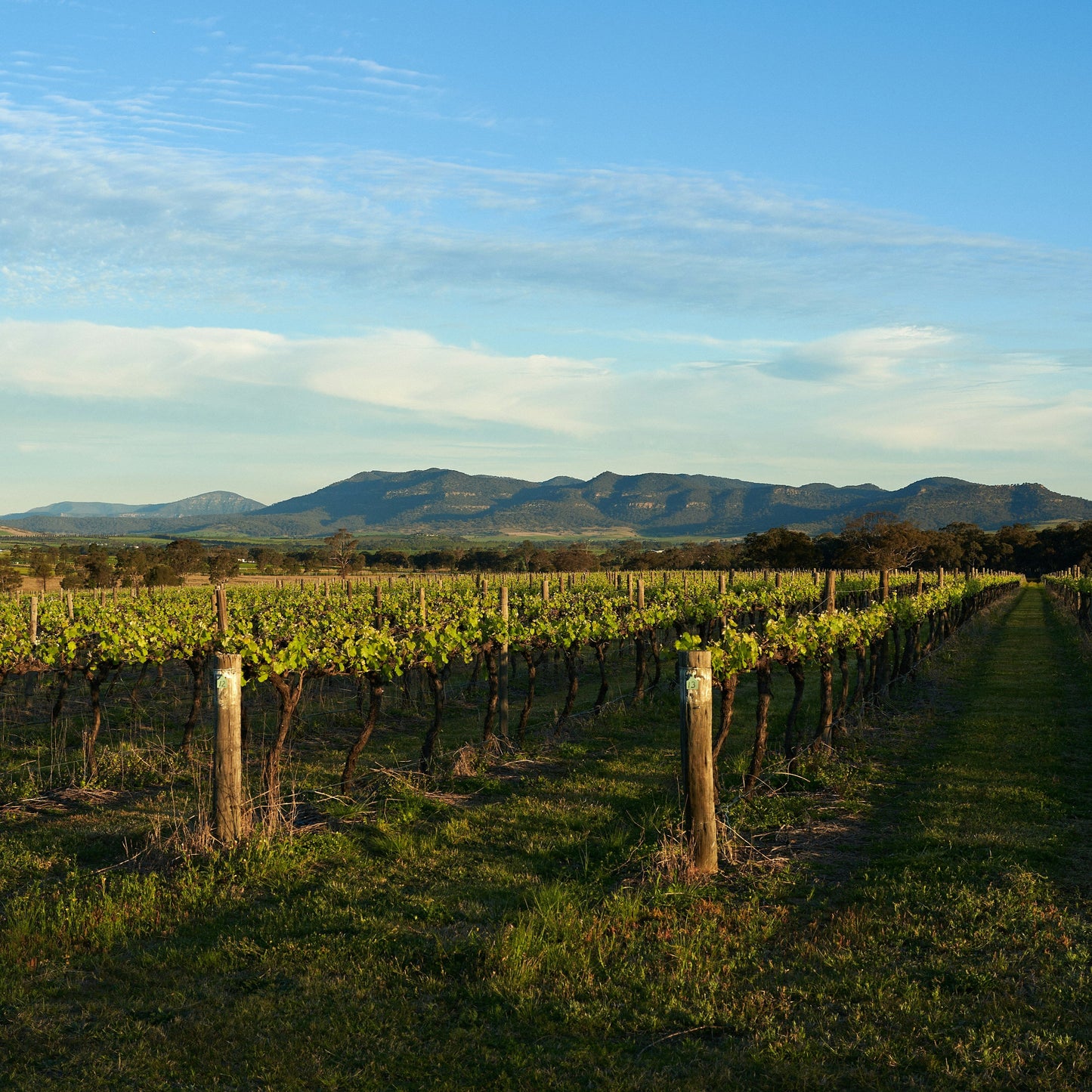 a vineyard in new zealand