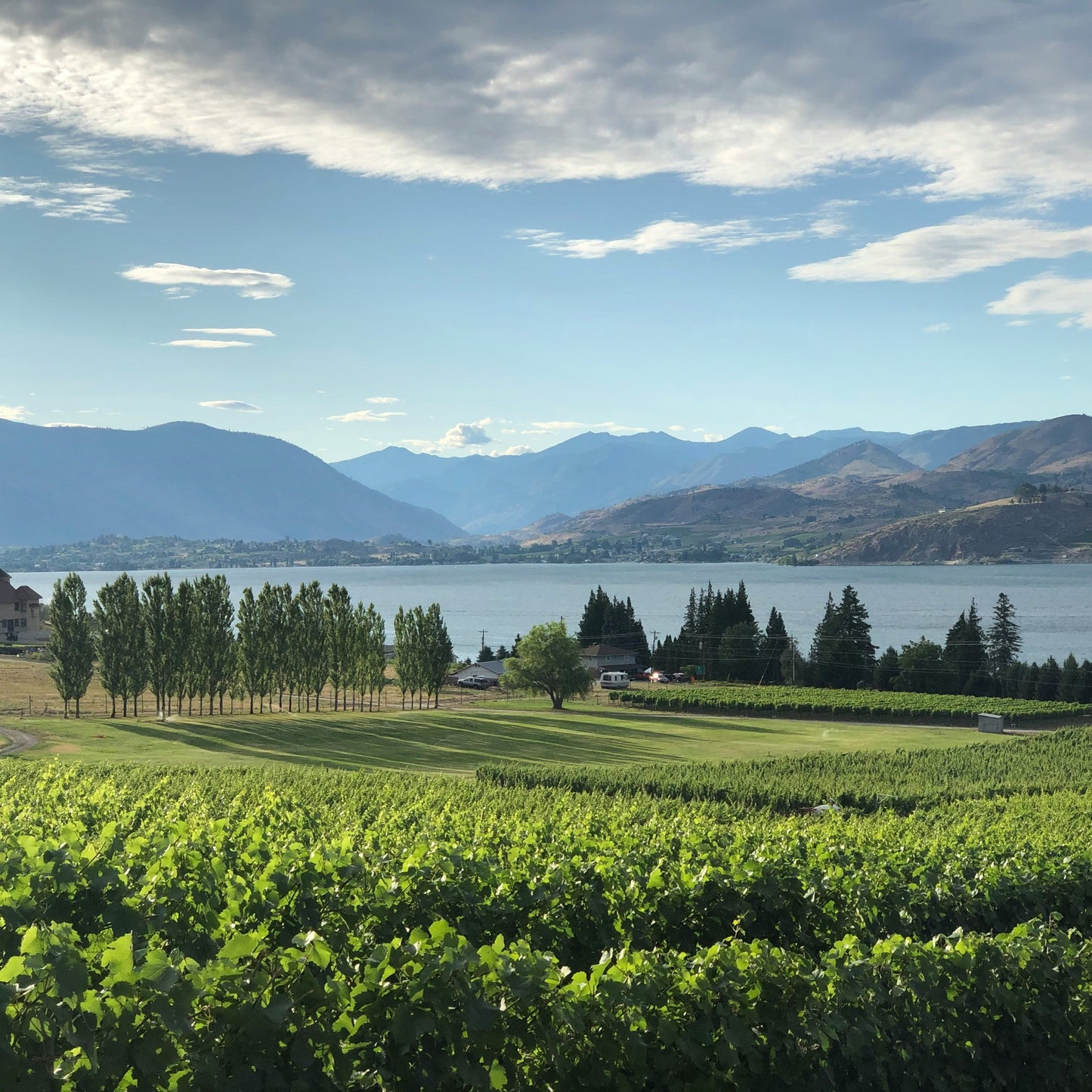 a vineyard in front of a lake with mountains in the back