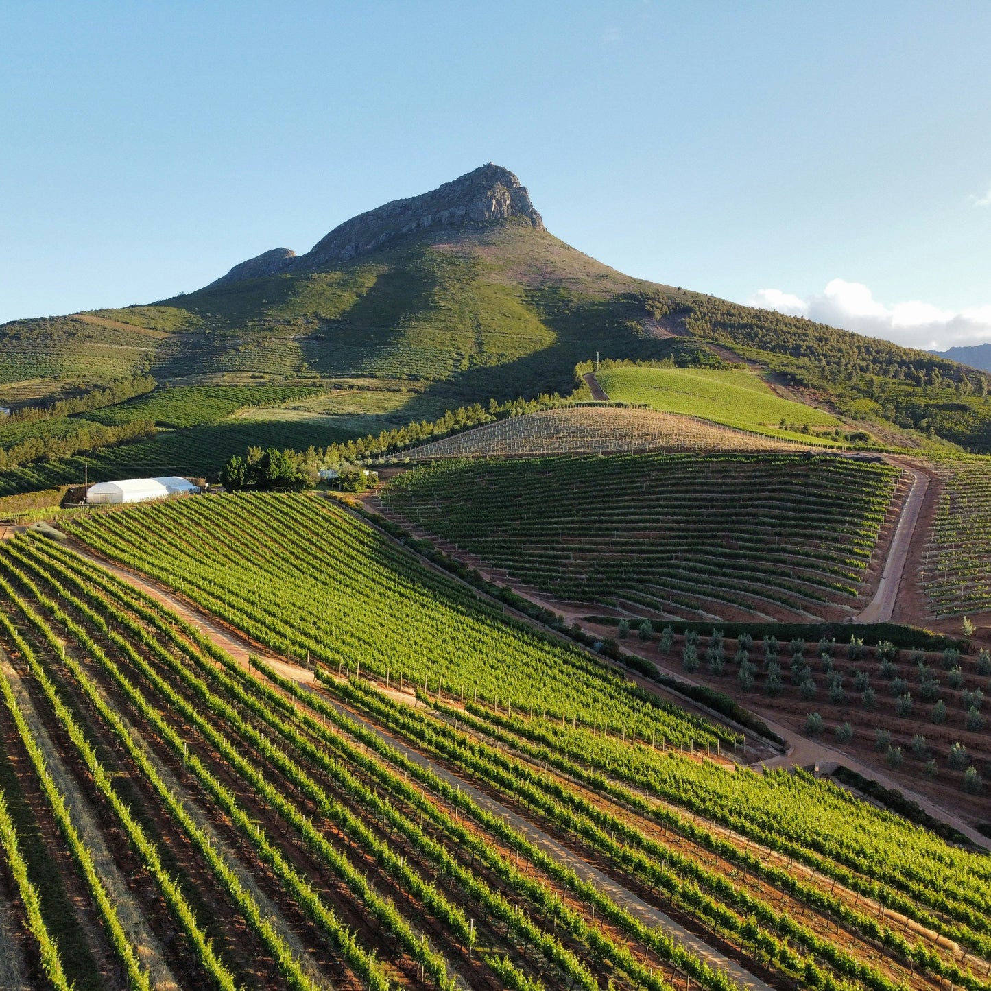 Wines of the Global South Pt. 1: South Africa | June 23rd | 6:00-7:30pm