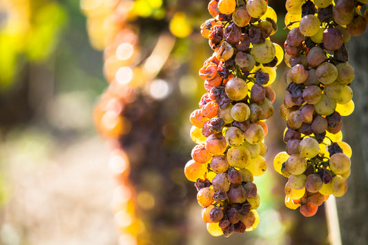 Wines of Hungary with Royal Tokaji Wine Company | June 20th | 6:00-7:30pm