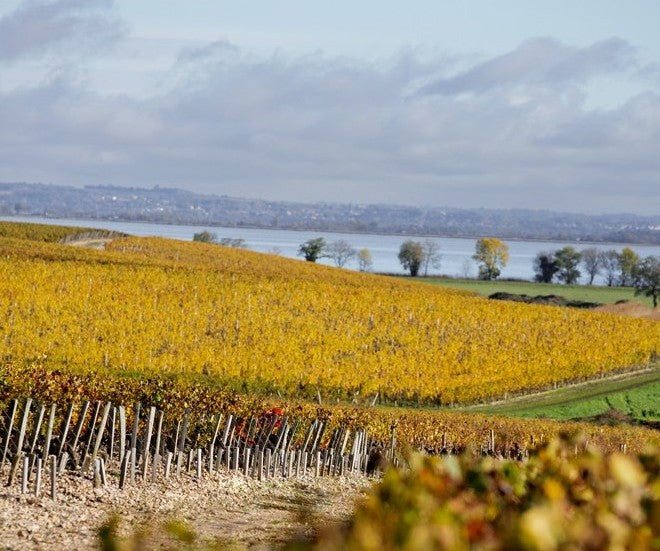 Yellow leafed vineyard overlooking a river