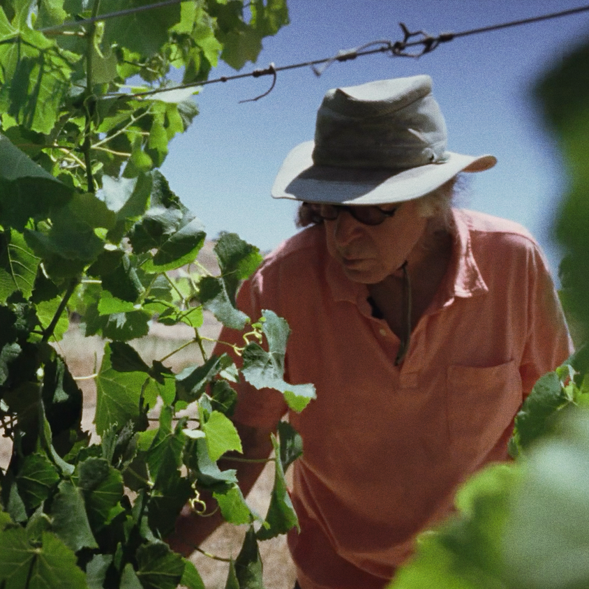 Winemaker Randall Graham, in a pink shirt and tan hat, inspects a grapevine