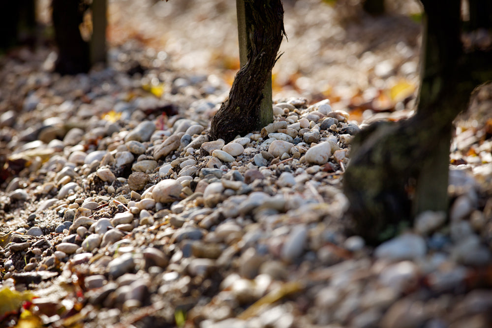 grape vines in gravel soil