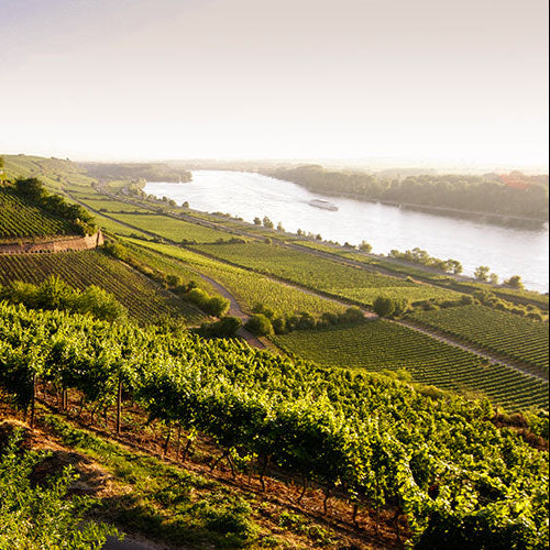 Vineyard with a river in the background