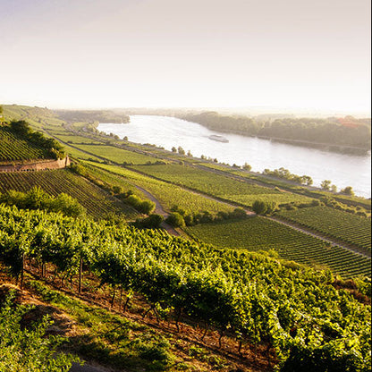 Vineyard with a river in the background