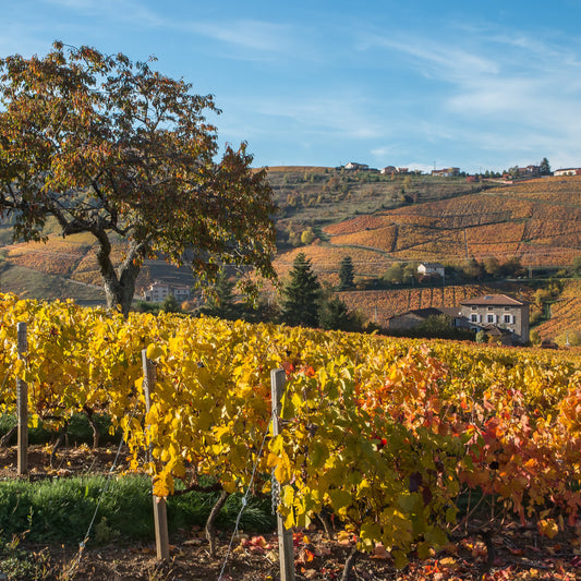 Wines of France Part 2: Burgundy, Beaujolais, & Beyond | February 19th | 6:00-7:30pm