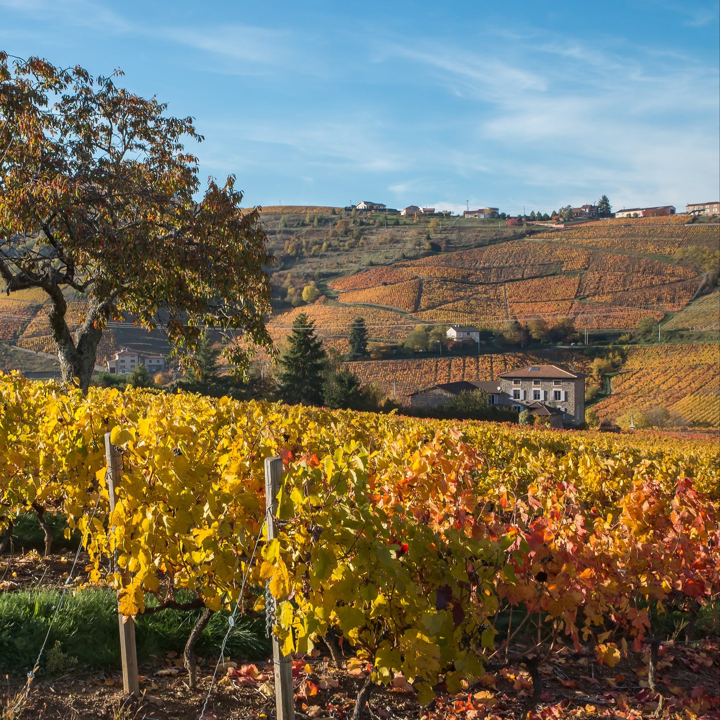 A scenic vineyard landscape with rows of yellow and orange grapevines in autumn, a large tree with fall foliage, rolling hills, and a blue sky with light clouds.