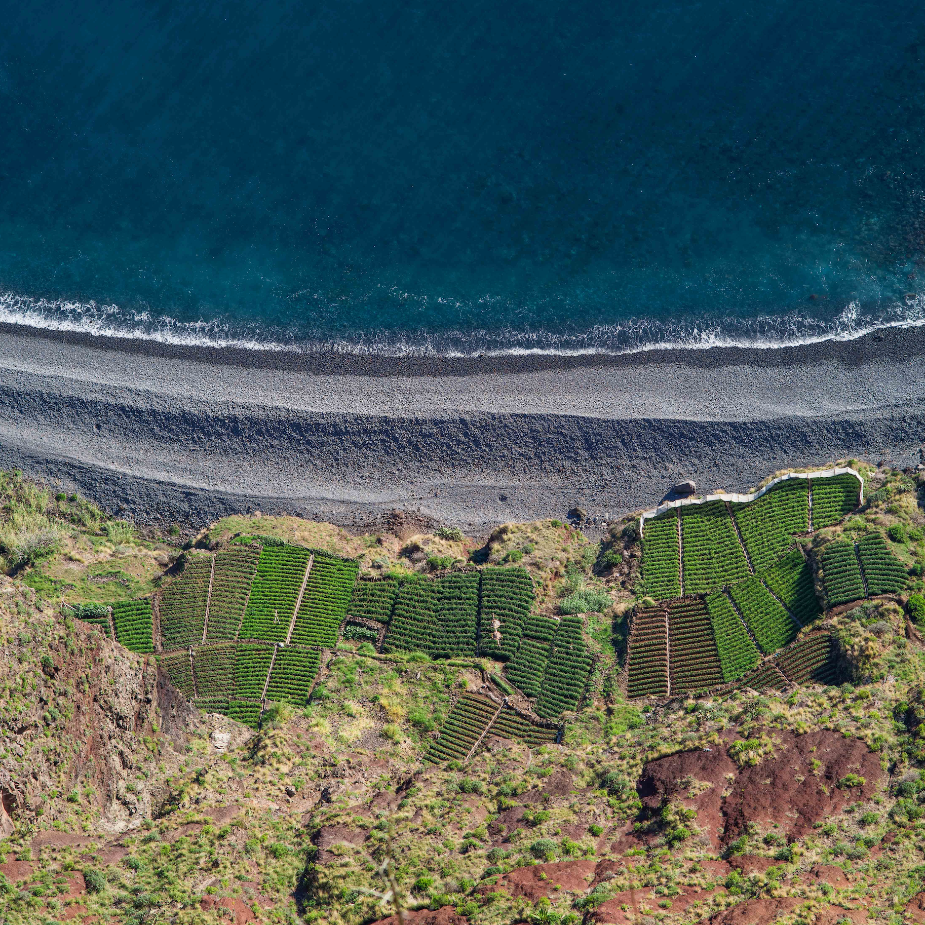 Aerial view on vineyards on a rocky beach