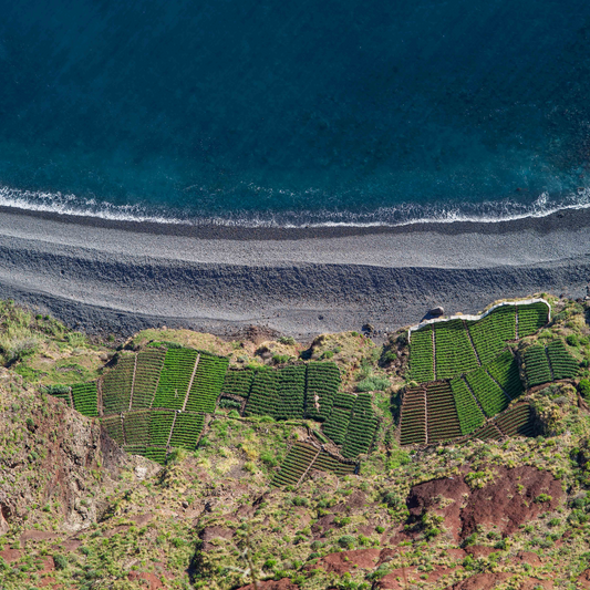 Aerial view on vineyards on a rocky beach