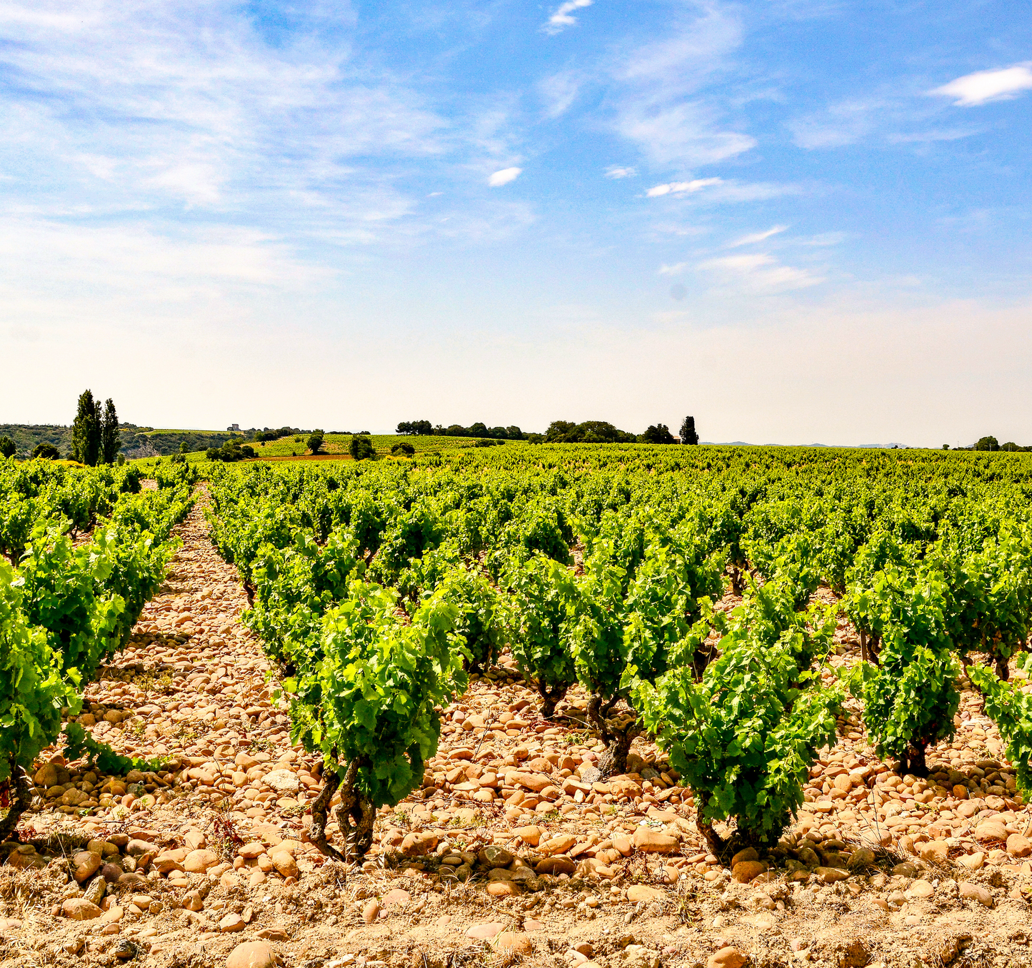 Wines of France Pt. 1: Southern France | January 16th | 6:00-7:30pm