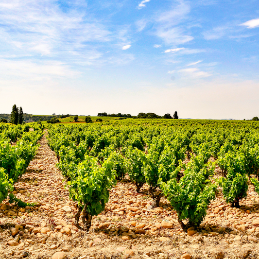 Wines of France Part 1: Southern France | January 27th | 6:00-7:30pm