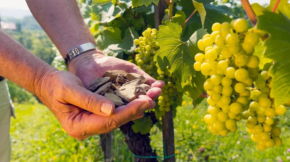 Wines of Slovenia | March 19th | 6:00-7:30 p.m.