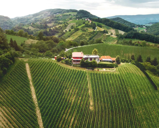 Wines of Slovenia | March 19th | 6:00-7:30 p.m.