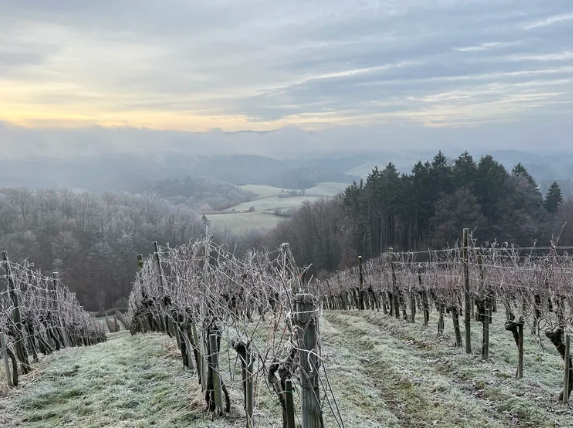 Wines of Slovenia | March 19th | 6:00-7:30 p.m.