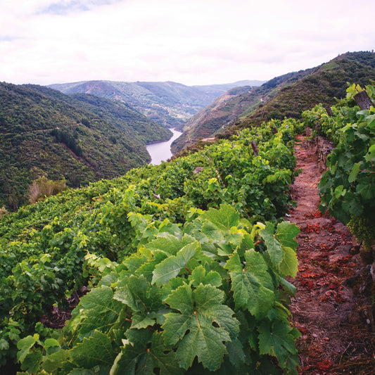 Wines of Spain & Portugal Part 3: Green Spain & Northern Portugal | March 12th | 6:00-7:30pm