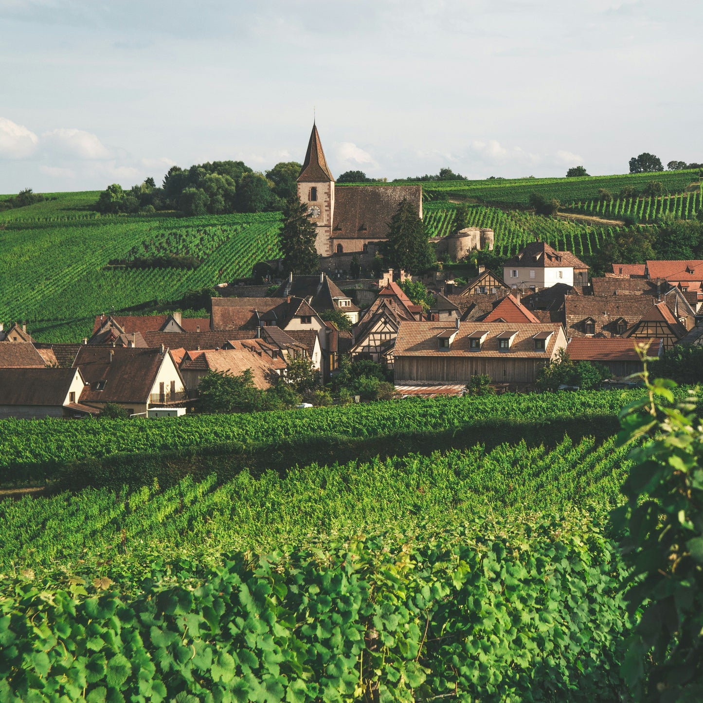 vineyard with medieval town in background