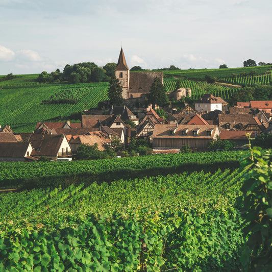 vineyard with medieval town in background
