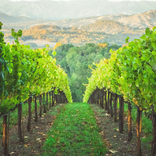 Wines of the PNW Pt. 3: Northern California | November 13th | 6:00-7:30pm