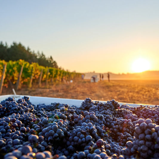 Wines of the Willamette Valley with Evan Martin | December 10th | 6:00-7:30pm