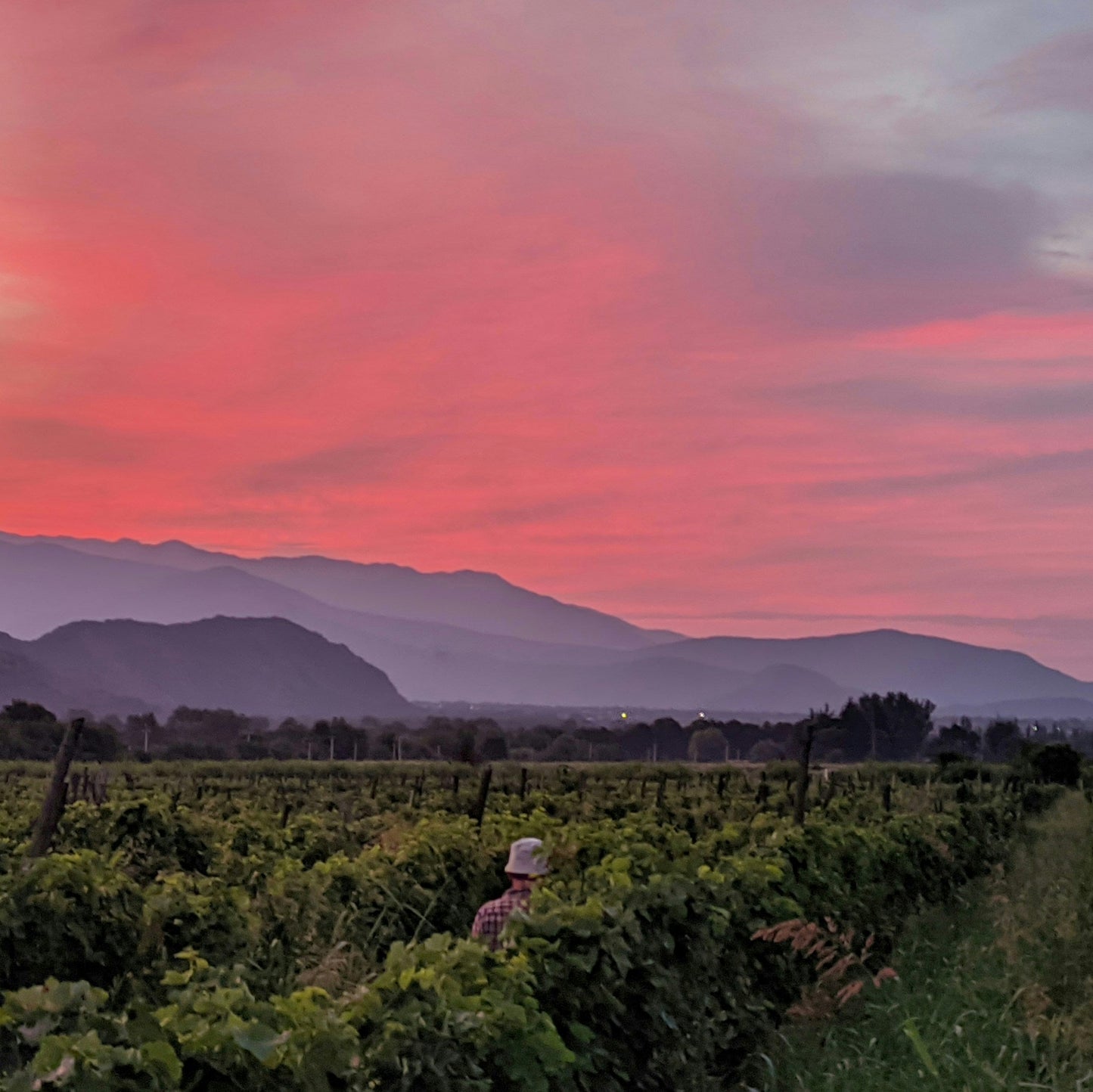 Vineyard with a person sitting amidst rows of grapevines at sunset.