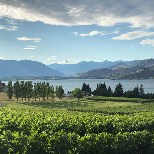 a vineyard in front of a lake with mountains in the back