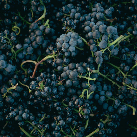God Forsaken Grapes and Their Relations with Mark Björnson | March 5th | 6:00-7:30 p.m.