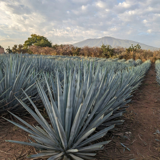 Agave 101 | March 26th | 6:00-7:30pm