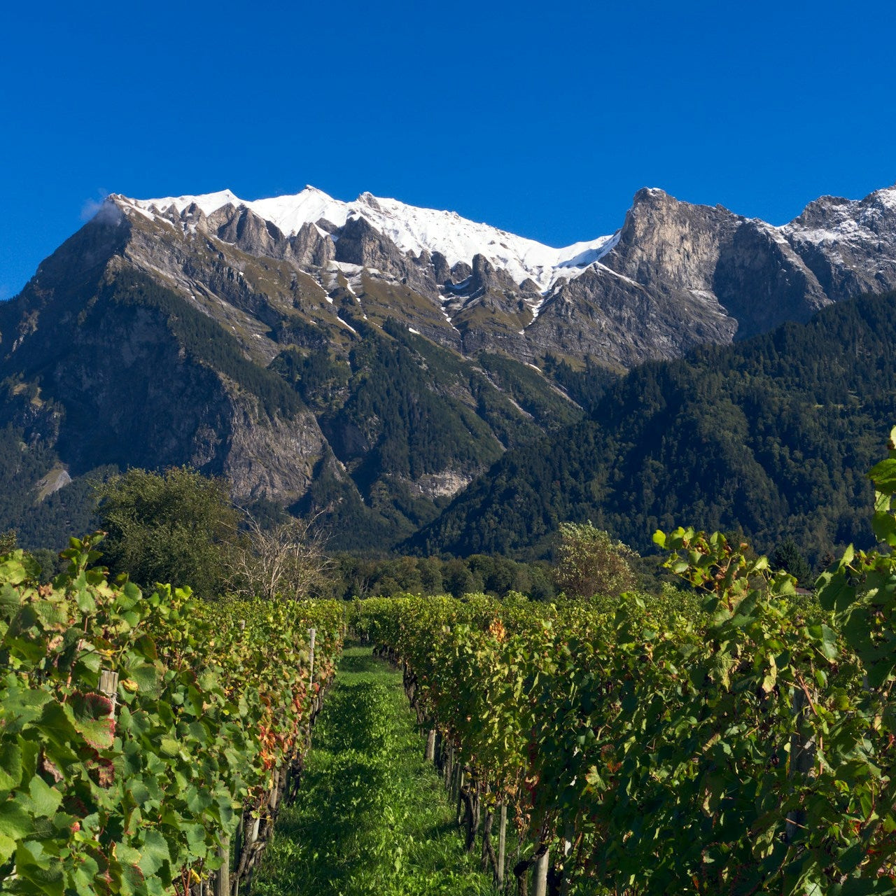 The Mountains are Calling: Alpine Wine Extravaganza | March 12th | 6:00-7:30 p.m.