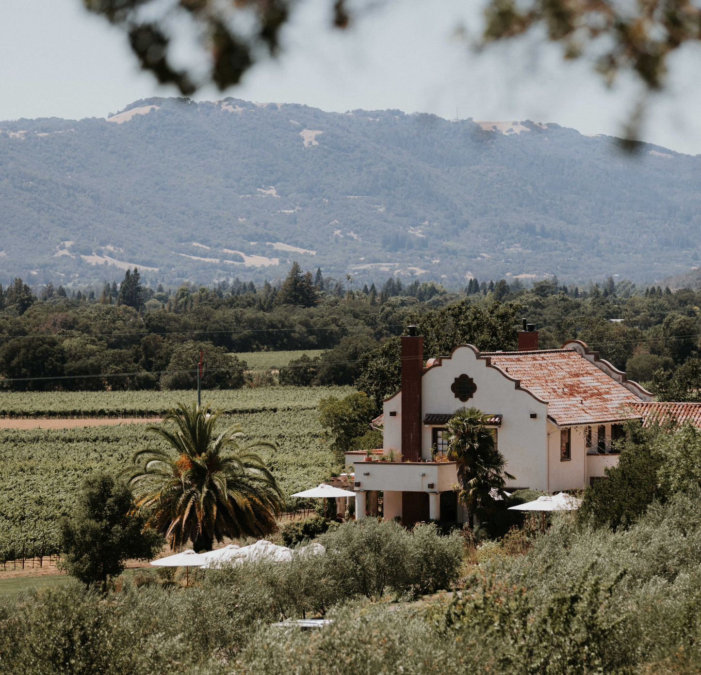 a vineyard in the sonoma valley in california