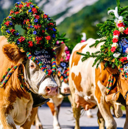 Cheese On the Go: Transhumance Cheeses of the World | March 9th | 6:30-8:00pm